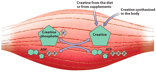 kreatin fosfokreatin sinteza mišić